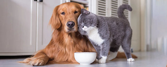 What’s the Best Dog-Proof Litter Box?