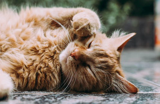 Essential Tips Every Cat Owner Should Know