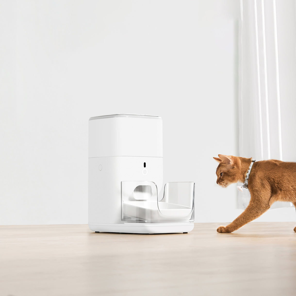 Automatic feeder for multiple cats best sale