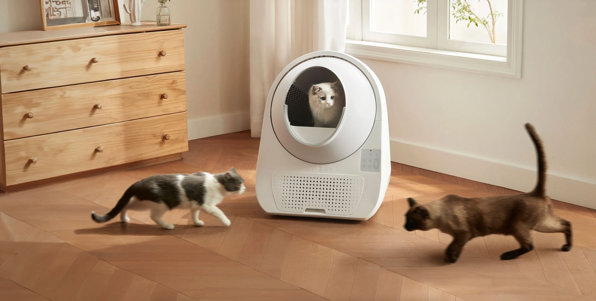 CATLINK Singapore Official catlink-singapore-official